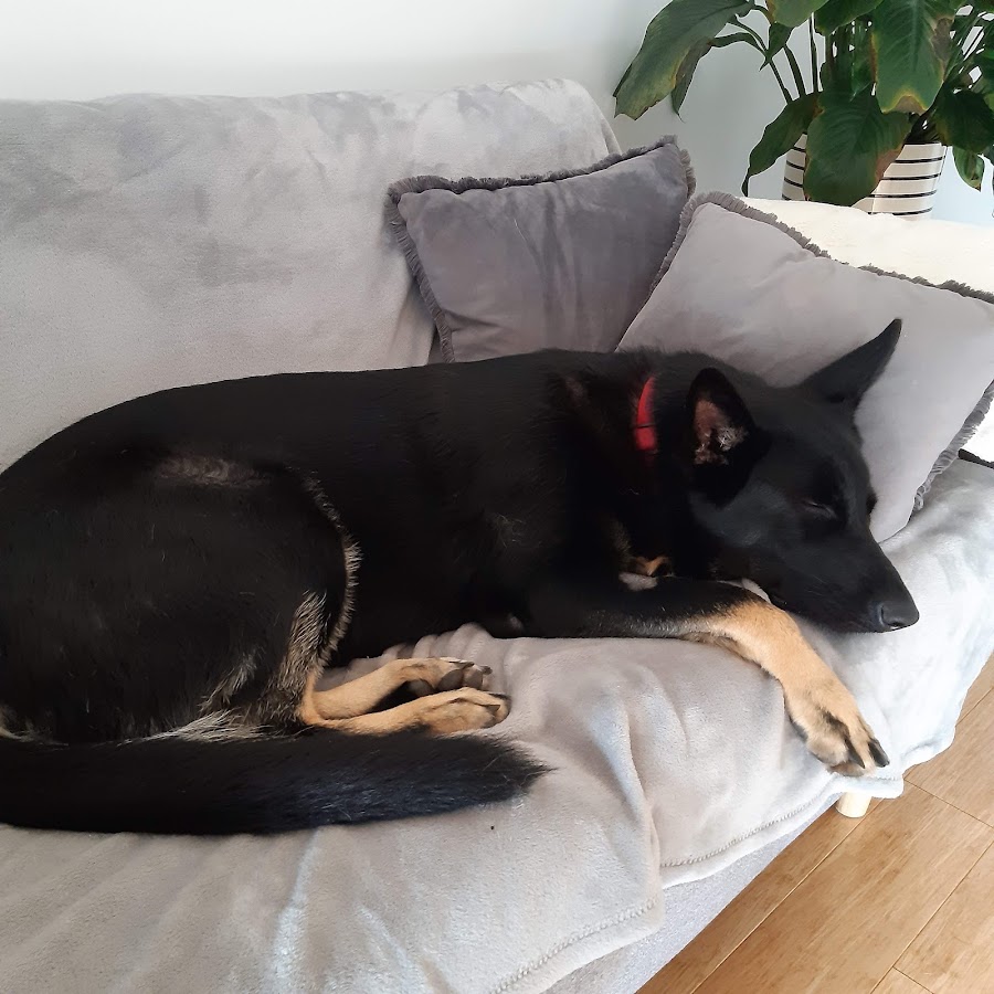 Sydney Pet Dentistry Rosebery