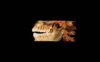 Melbourne Dental X-Ray
